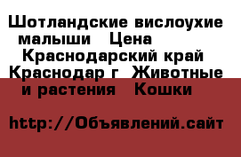 Шотландские вислоухие малыши › Цена ­ 1 500 - Краснодарский край, Краснодар г. Животные и растения » Кошки   